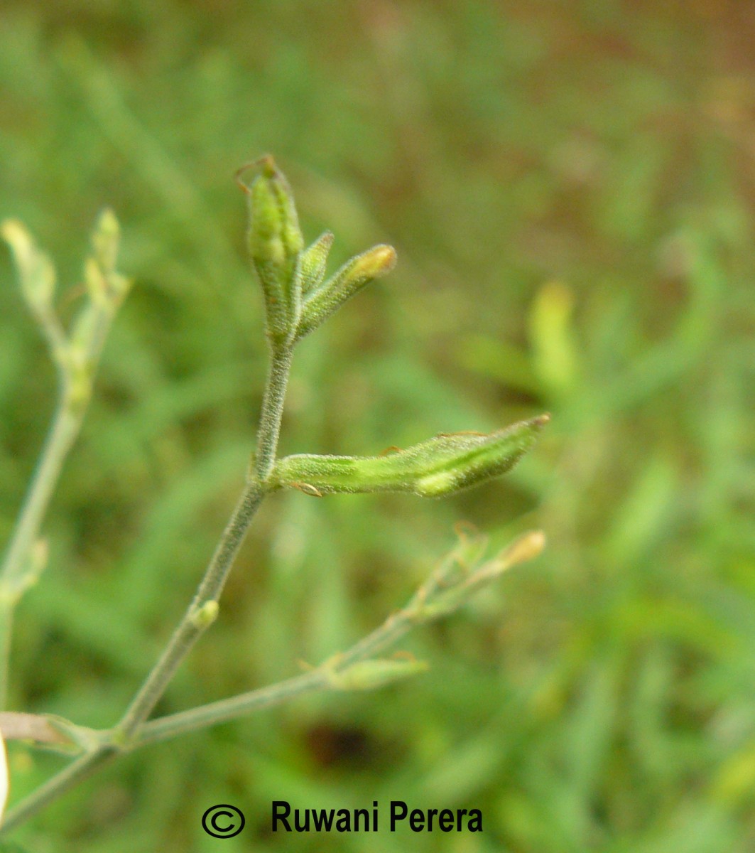 Rhinacanthus flavovirens Amaras. & Wijes.